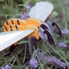 ⁦בנו בעצמכם! דבורת דבש! (HONEY BEE)⁩ – תמונה ⁦7⁩