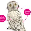 ⁦בנו בעצמכם! ינשוף שלג! (SNOWY OWL)⁩ – תמונה ⁦5⁩